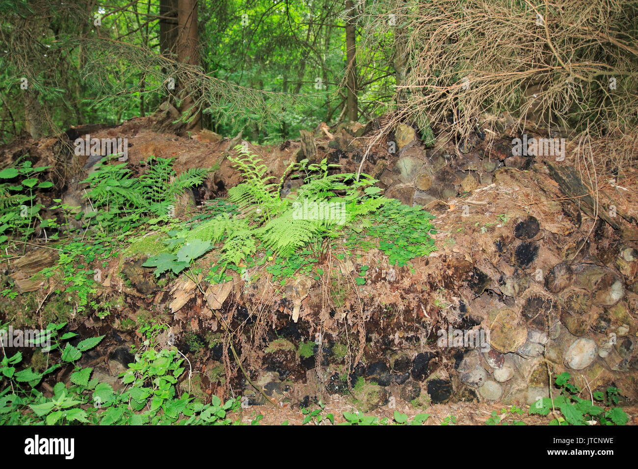 Dickicht, Unterholz, mit Holz in einem mystischen Wald Stock Photo