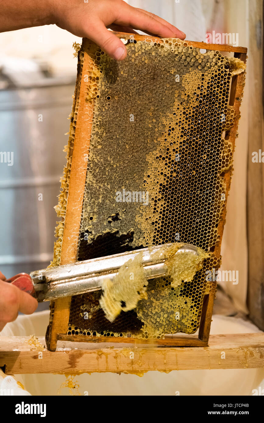 Beekeeper hot knife cuts the wax Stock Photo Alamy