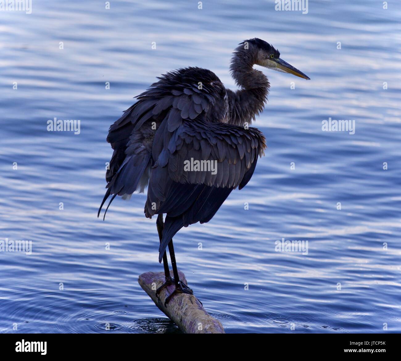 Photo of a great blue heron cleaning feathers Stock Photo Alamy