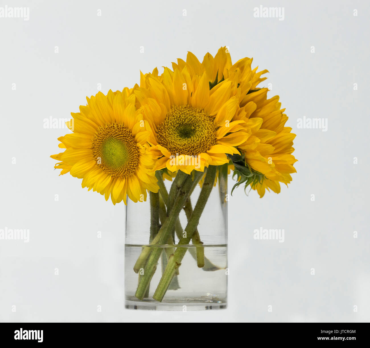 Isolated bouquet of sunflowers in glass vase Stock Photo - Alamy