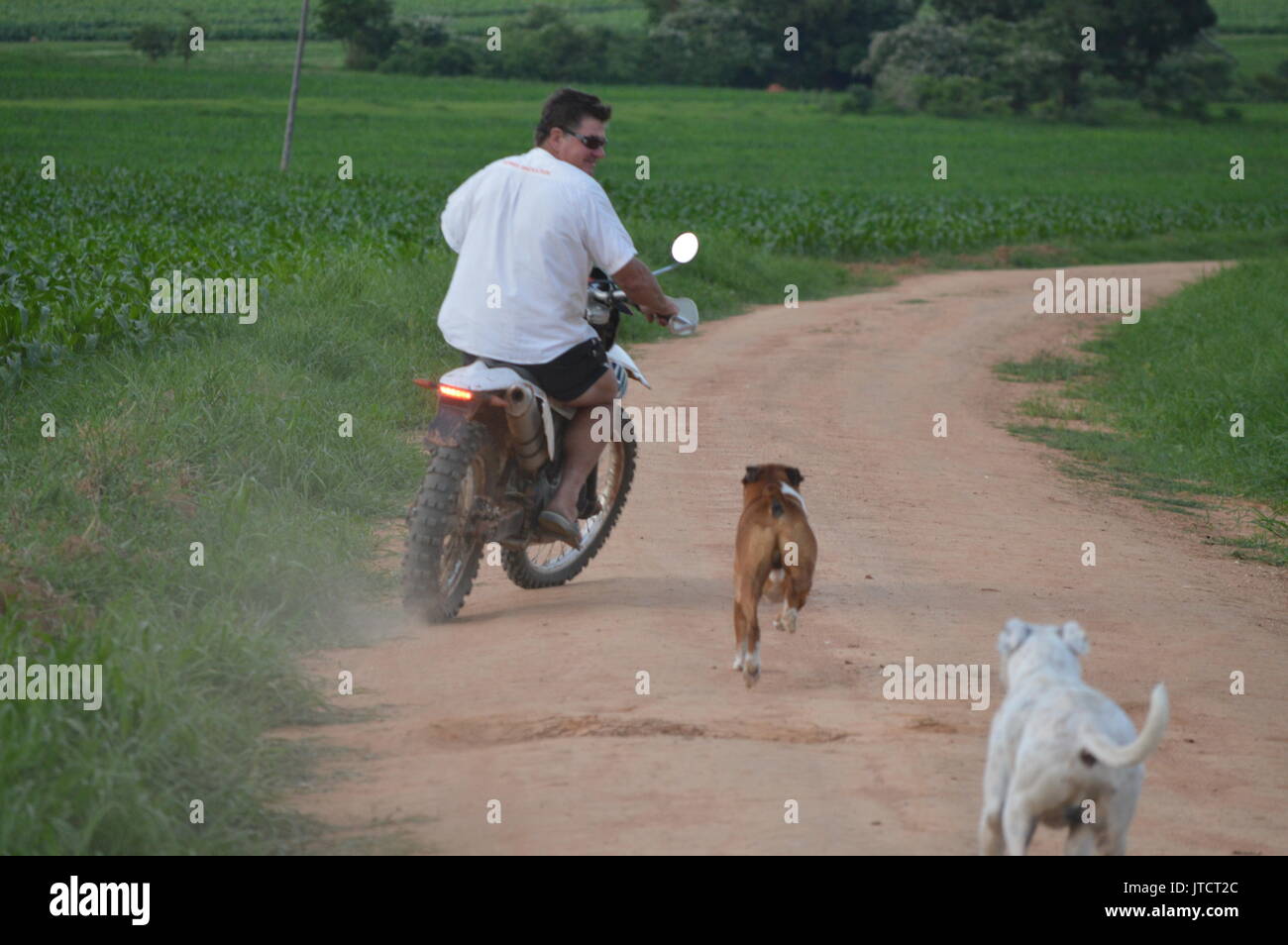 How we walk our dogs in Africa Stock Photo