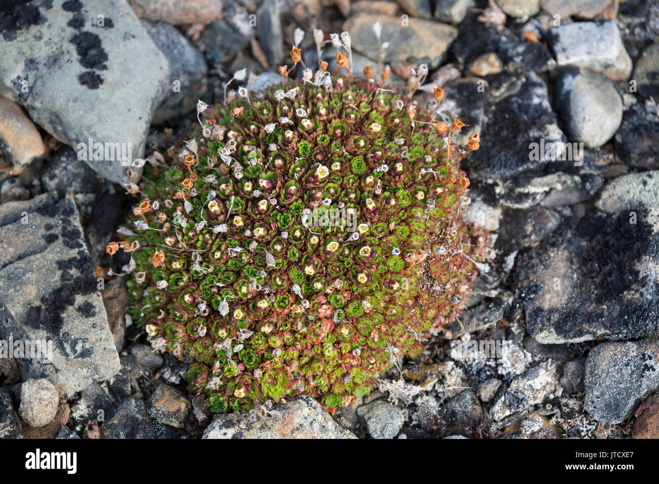 Tufted Saxifrage, Saxifraga cespitosa, compact plant before flowering, growing on the tundra. Taken in June, Spitsbergen, Svalbard, Norway Stock Photo