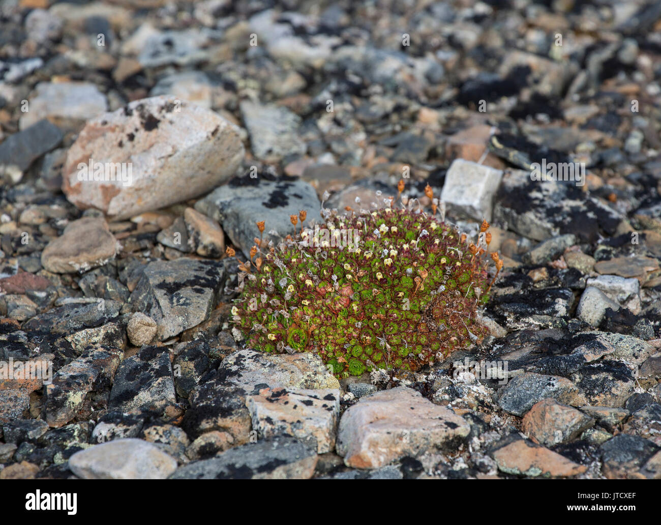 Tufted Saxifrage, Saxifraga cespitosa, compact plant before flowering, growing on the tundra. Taken in June, Spitsbergen, Svalbard, Norway Stock Photo
