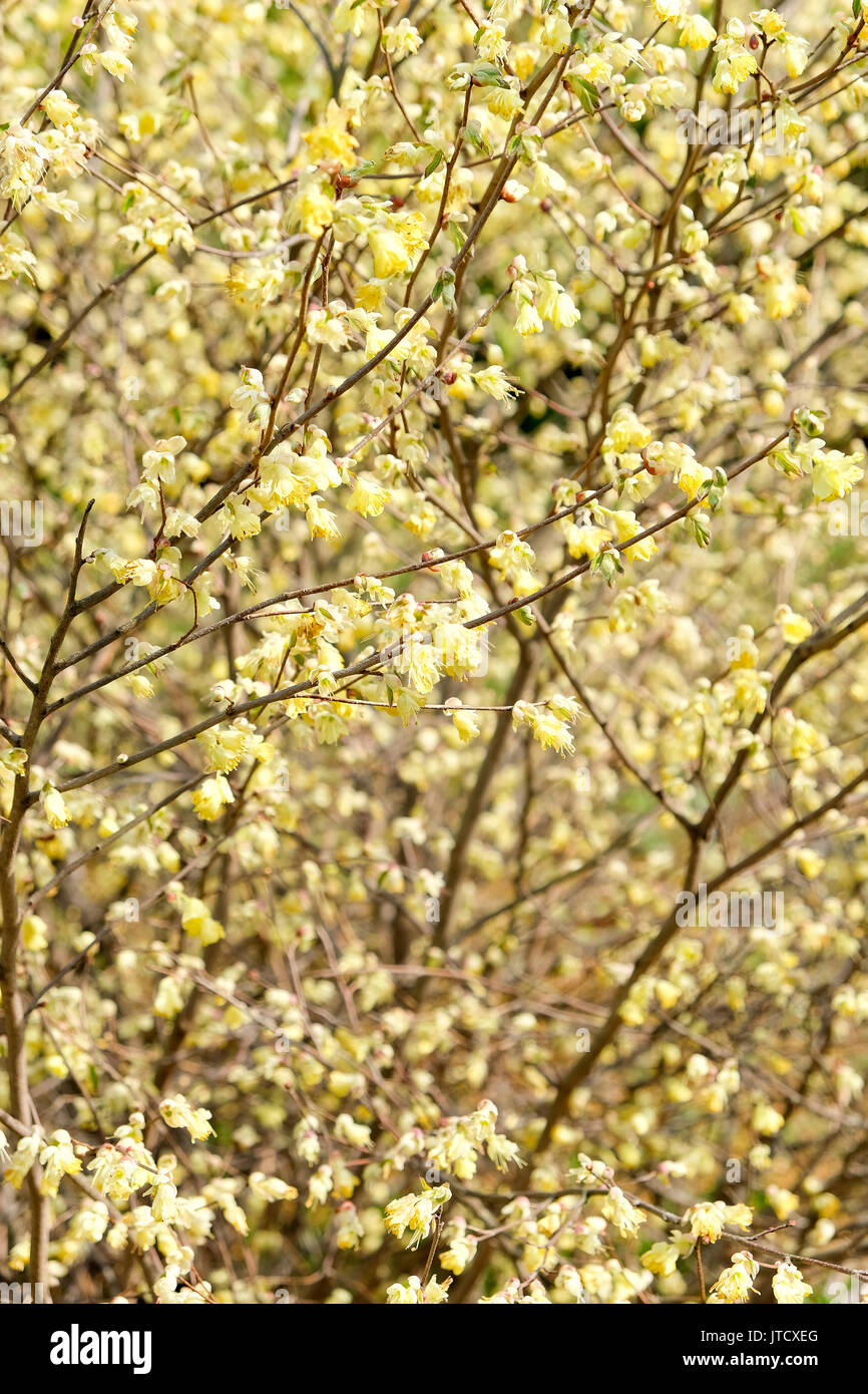 corylopsis pauciflora, Numerous short racemes of primrose yellow flower,The fragrant flowers appear from early to mid-spring. Stock Photo