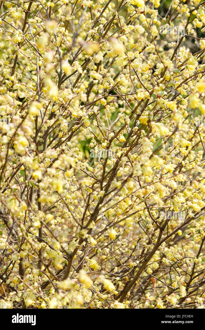 corylopsis pauciflora, Numerous short racemes of primrose yellow flower,The fragrant flowers appear from early to mid-spring. Stock Photo