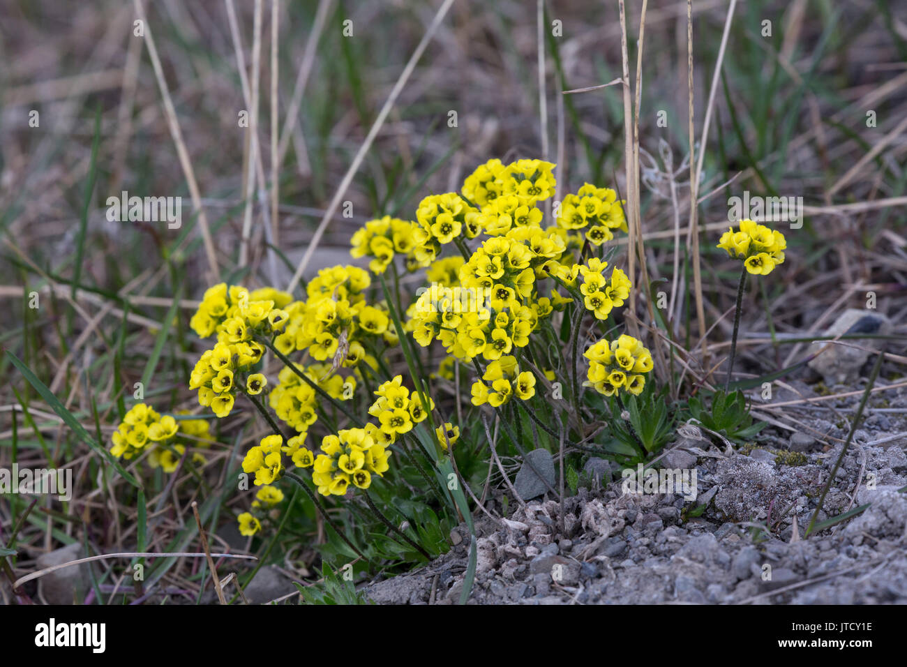 Pale Whitlow-grass, Draba oxycarpa, yellow form in flower. Taken in June, Longyearbyen, Spitsbergen, Svalbard, Norway Stock Photo