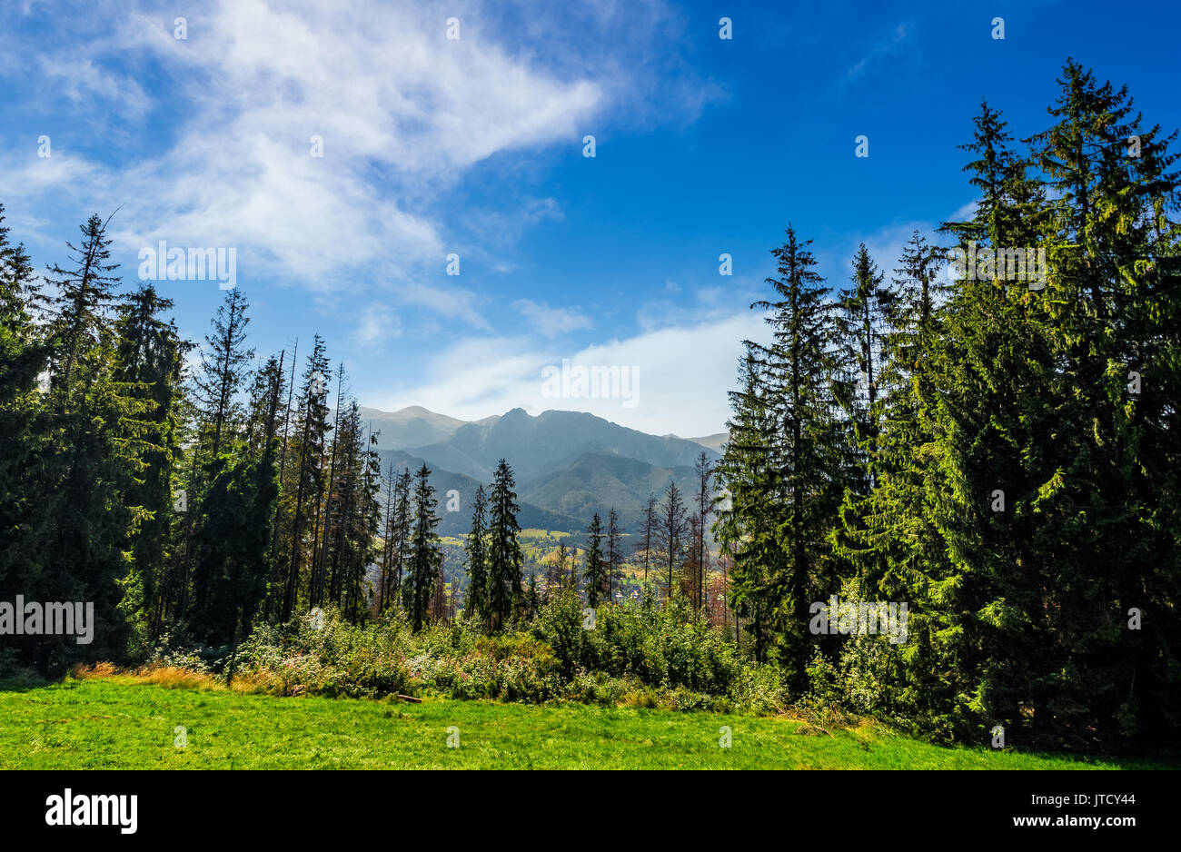 Spruce forest on a meadow in High Tatras mountain ridge. Beautiful ...