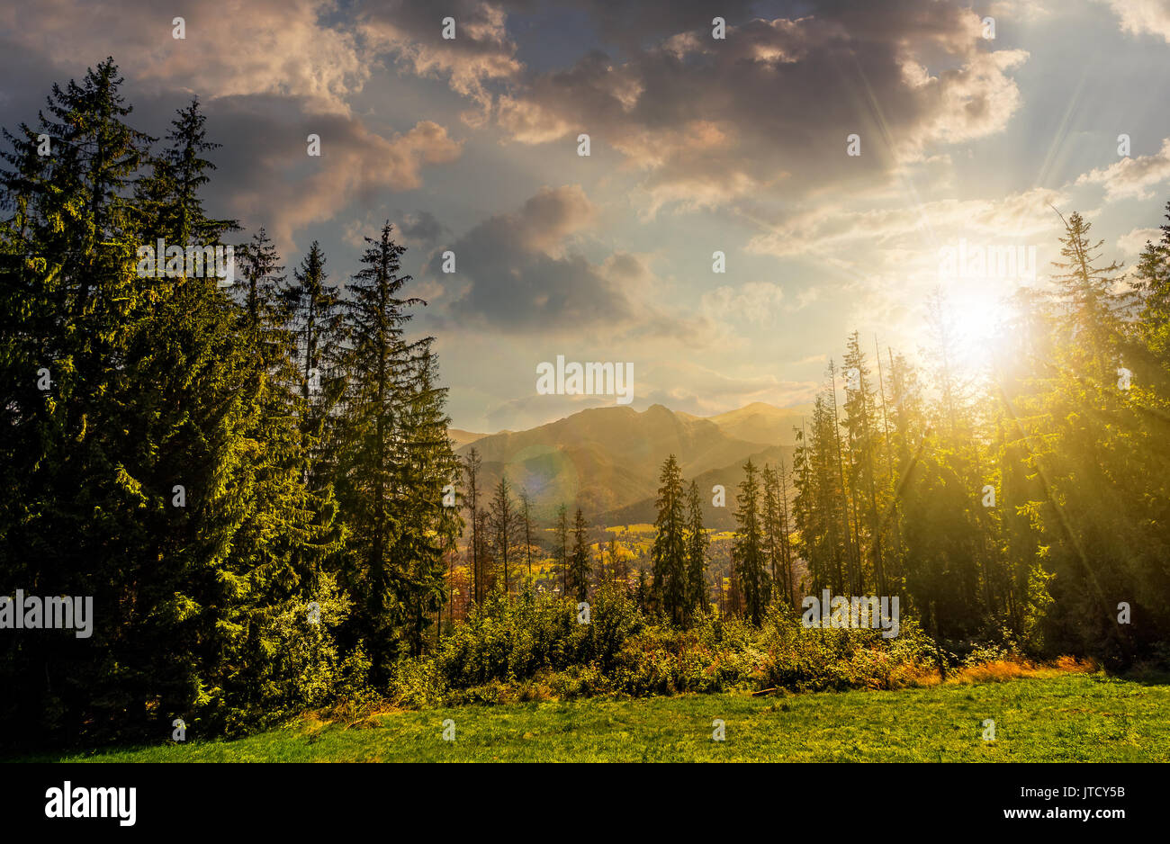 Spruce forest on a meadow in High Tatras mountain ridge. Beautiful ...