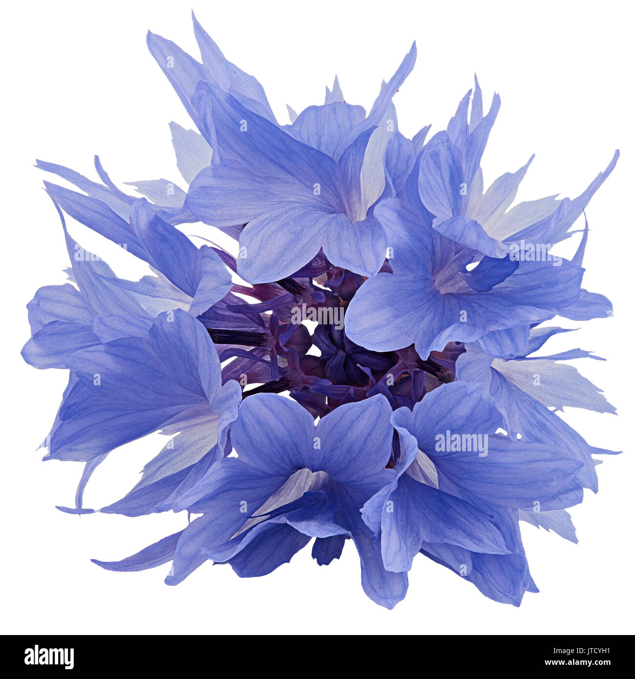 Blue cornflower  isolated on white background Stock Photo