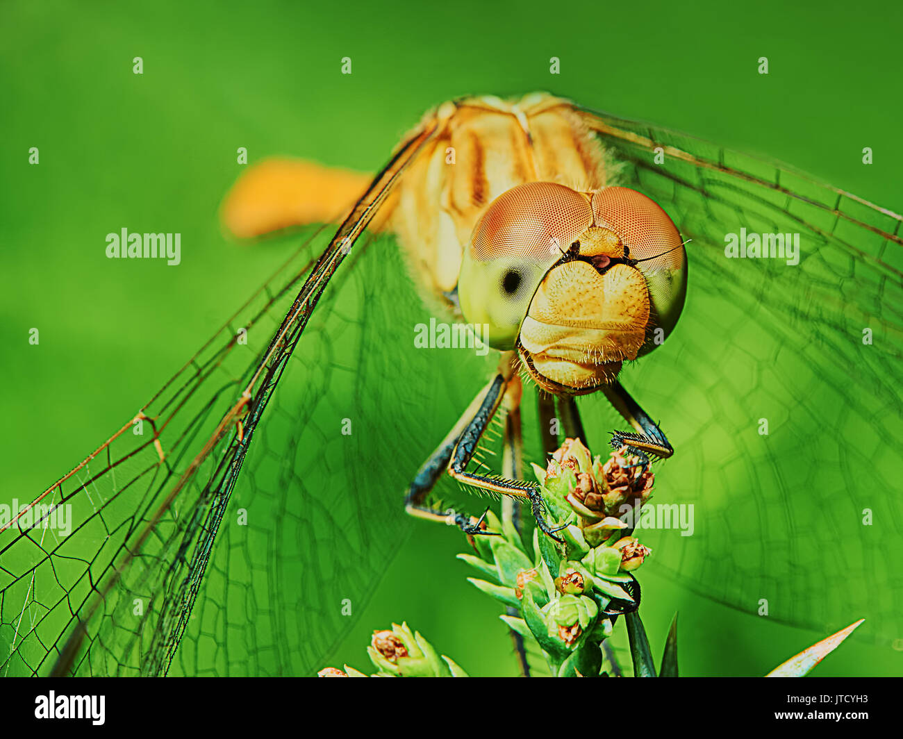 Dragonfly in the garden on a branch closeup Stock Photo - Alamy