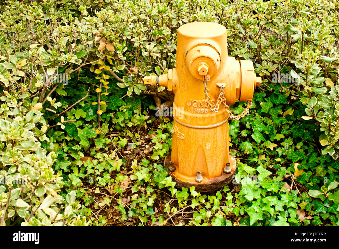 A yellow fire hydrant in a leafy green setting Stock Photo Alamy
