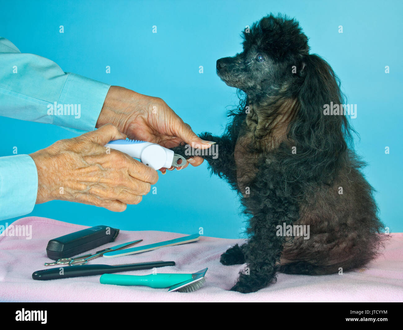 A black toy poodle doesn't seem to mind the nail clipper Stock Photo ...