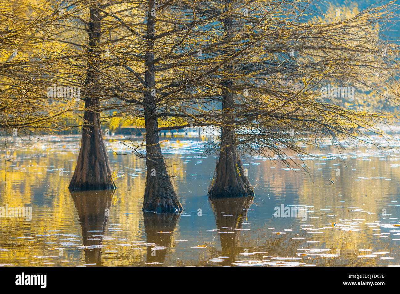 Swamp cypresses in wonderful warm light at a sunny morning in the castle park Dennenlohe in Bavaria / Germany Stock Photo
