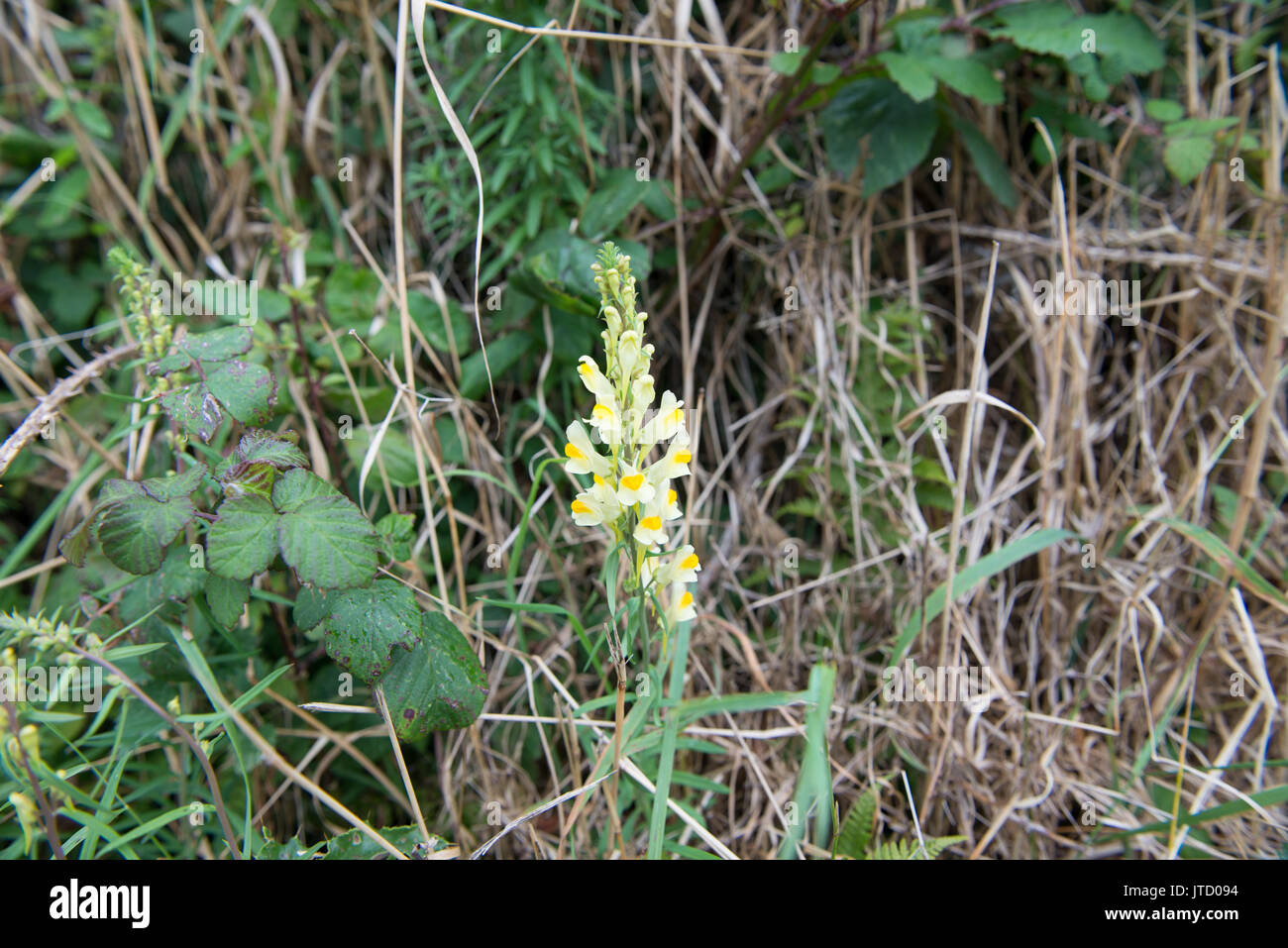 Common Toadflax (Linaria vulgaris) flowering in Pembrokeshire, Wales. United Kingdom. Stock Photo