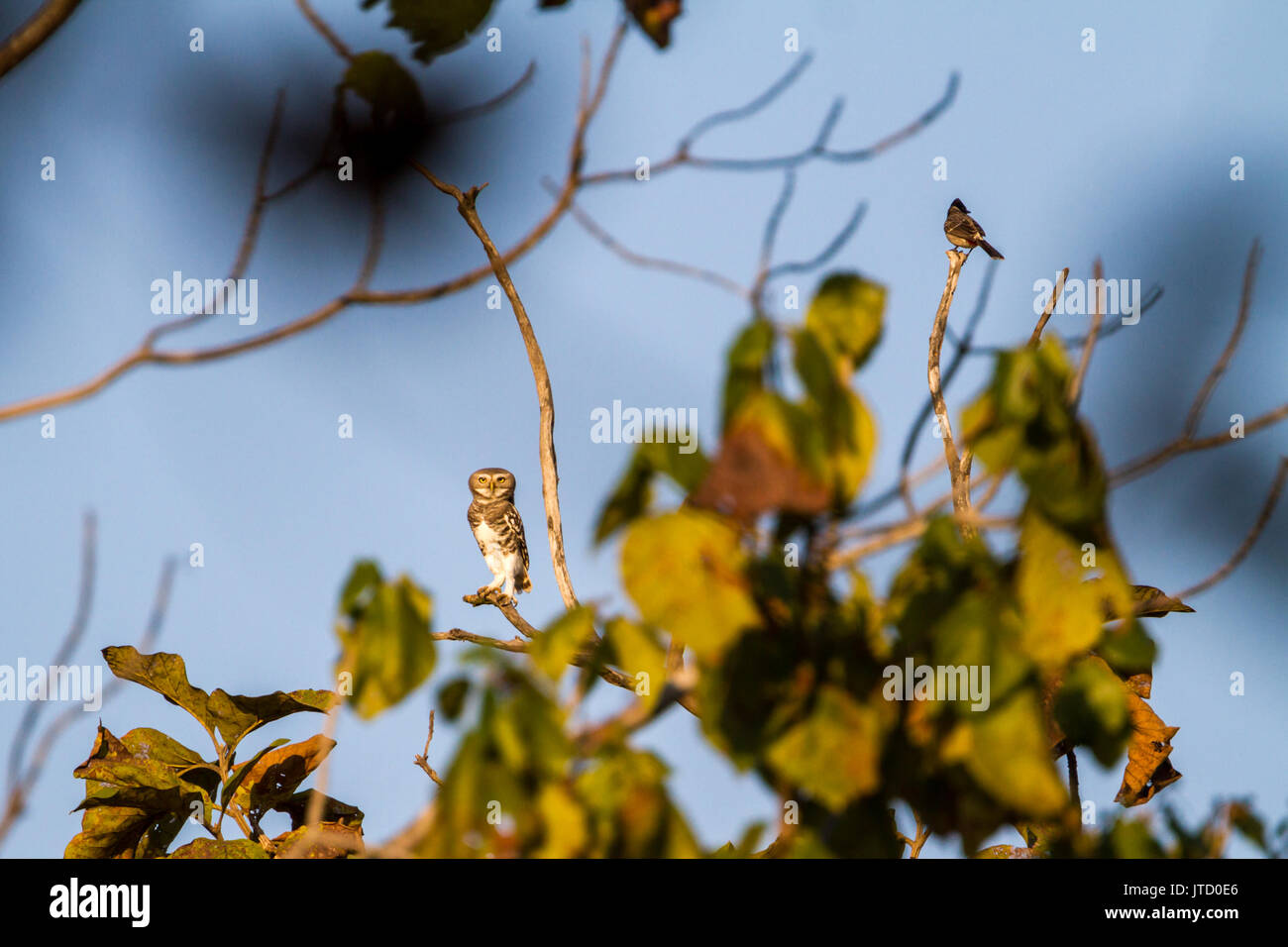 forest owlet (Athene blewitti) in Melghat Tiger Reserve Stock Photo