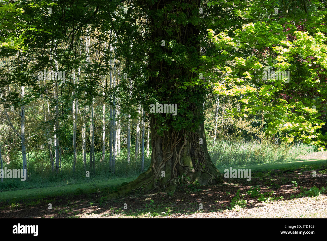 Tree, Summertime Countryside Walk View, Shrubbery and Greenery, Wild Terrain, Woods, Tree Trunk, Nature, Wilderness, Leaves, Tree Bark, Grass, Bushes Stock Photo