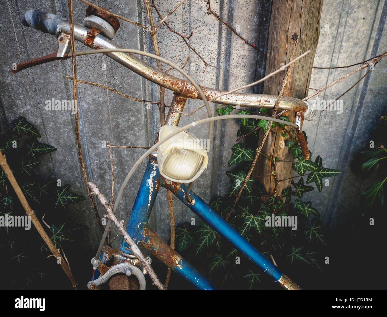Detail of an abandoned old vintage rusty bicycle with ivy on the background found in rural shed in the Italian countryside. Stock Photo