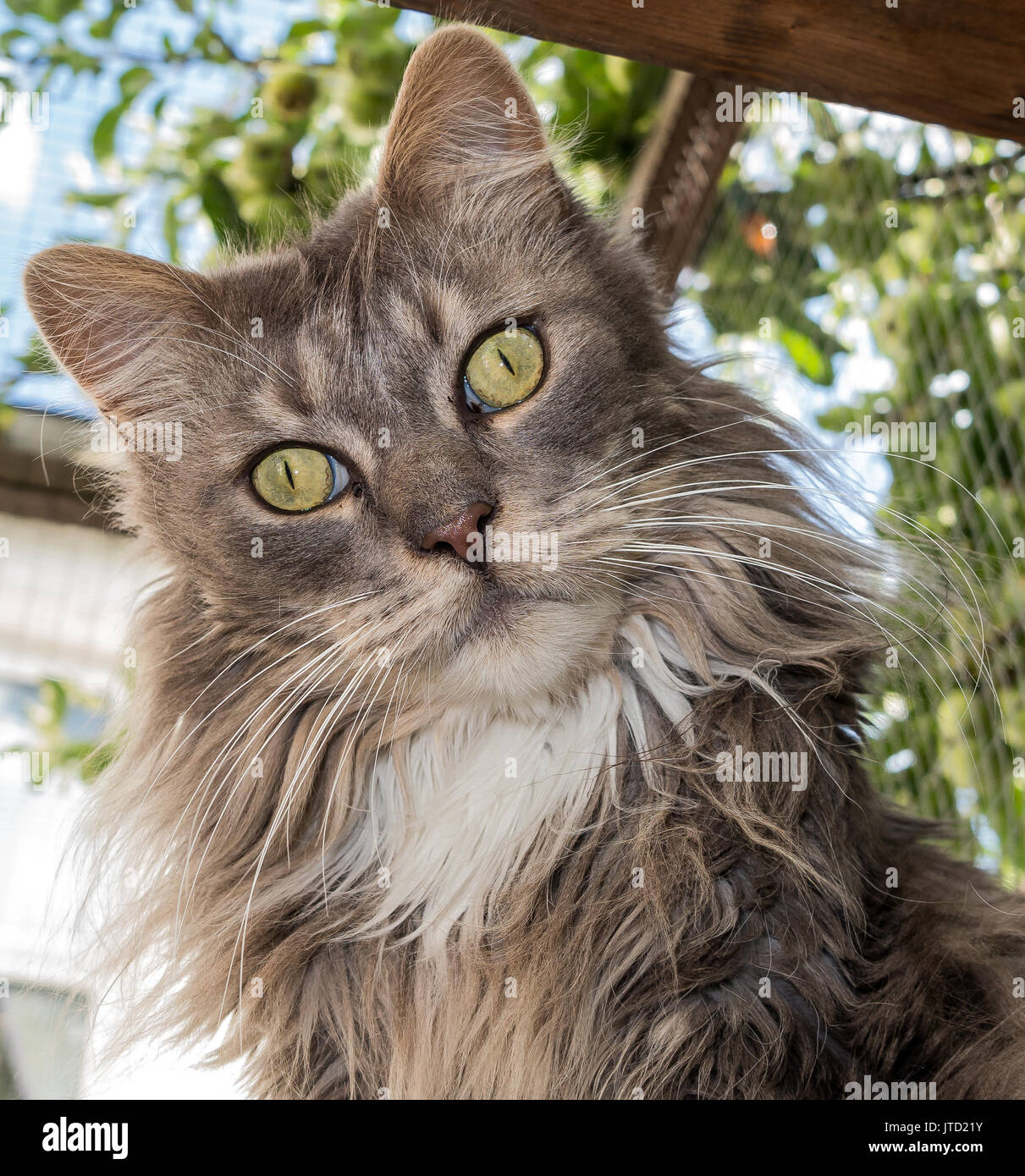 Maine Coon cat Stock Photo
