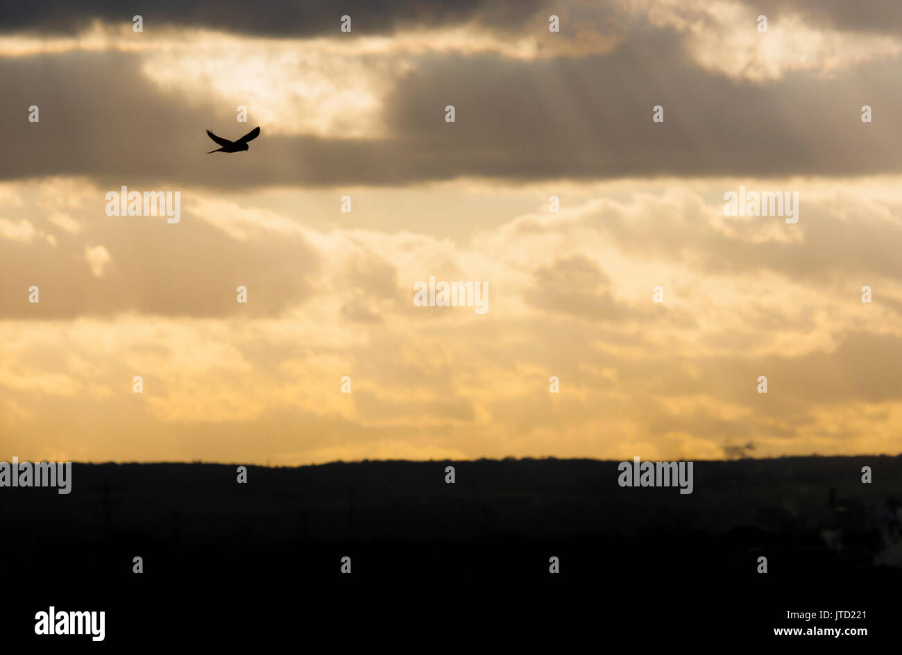 SHEPPEY, UK A kestrel (Falco tinnunculus) hovers over marshland against a setting sun. Stock Photo