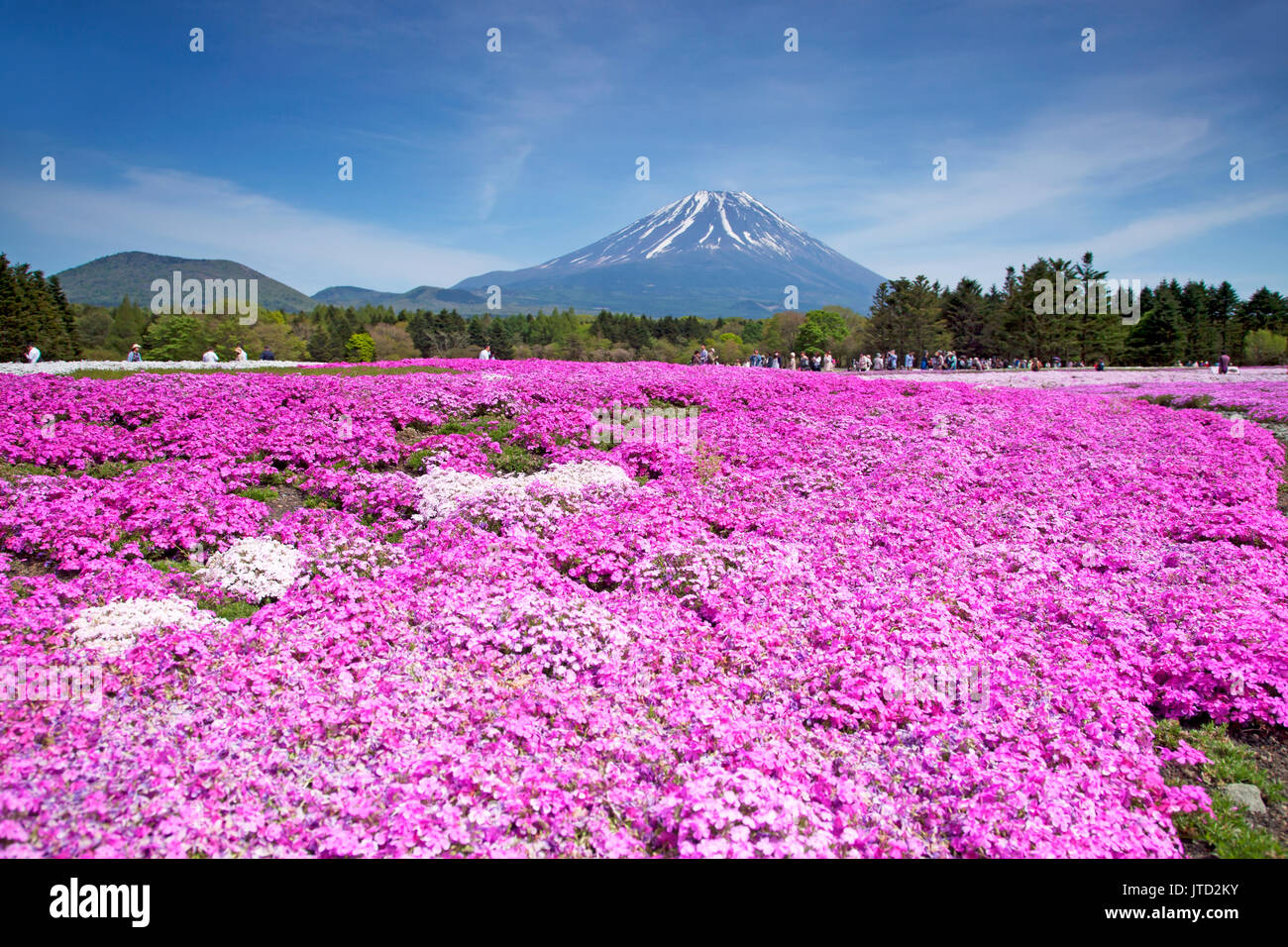 Shibazakura Festival in Japan with Mount Fuji Stock Photo