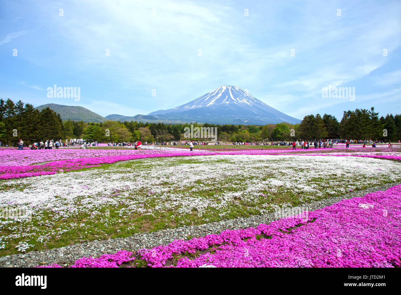 Shibazakura Festival in Japan with Mount Fuji Stock Photo