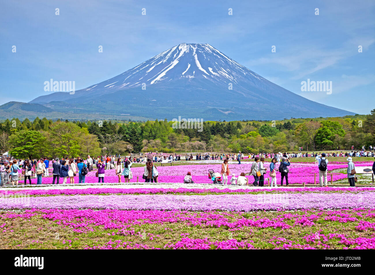 Shibazakura Festival in Japan with Mount Fuji Stock Photo