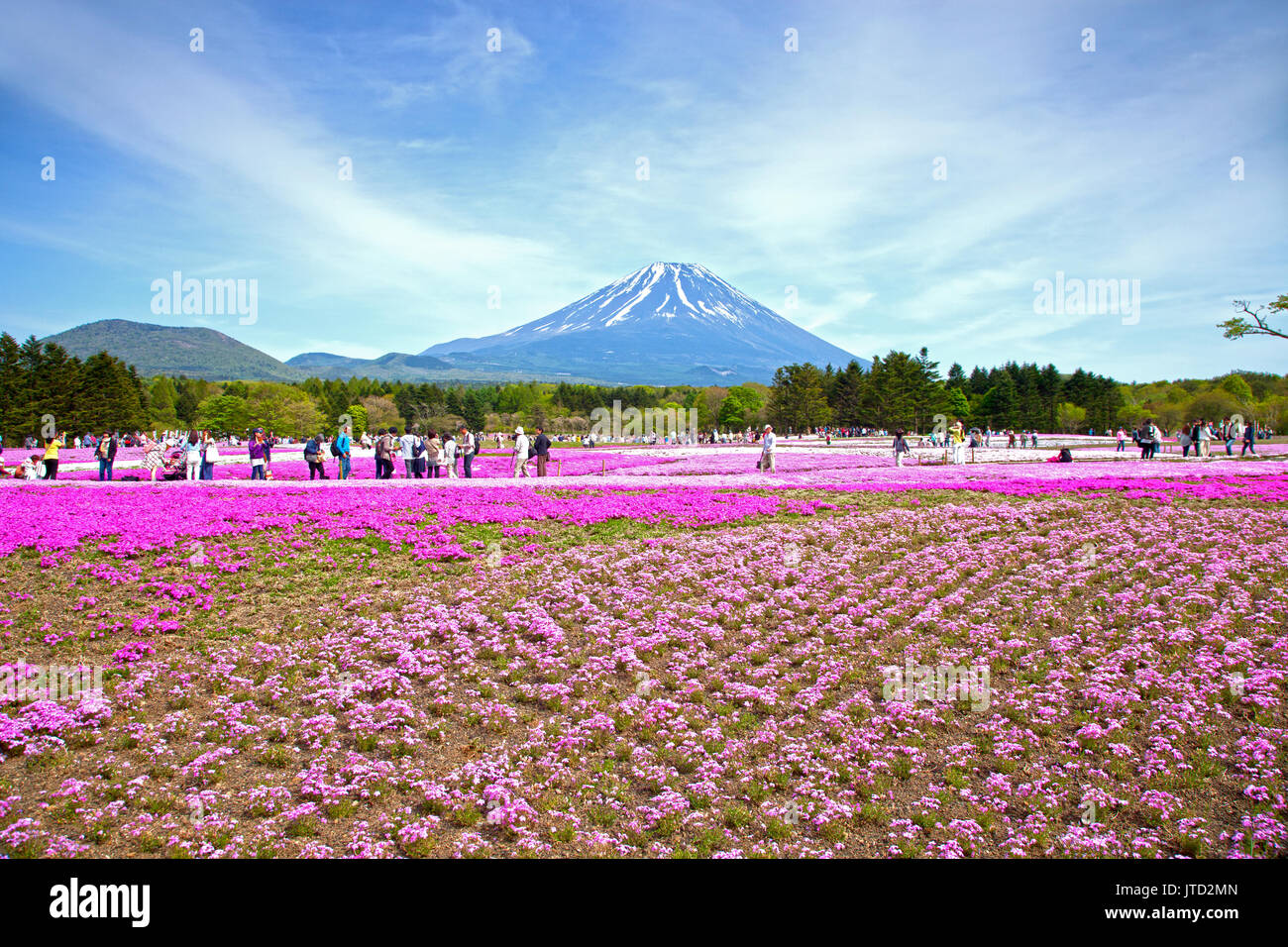 Shibazakura Festival in Japan with Mount Fuji Stock Photo Alamy