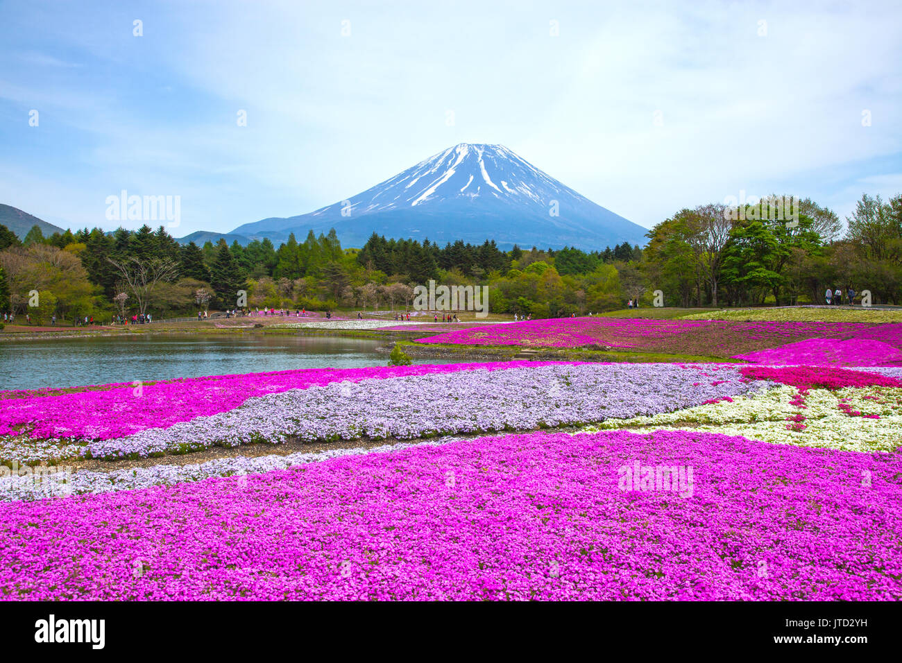 Shibazakura Festival in Japan with Mount Fuji Stock Photo