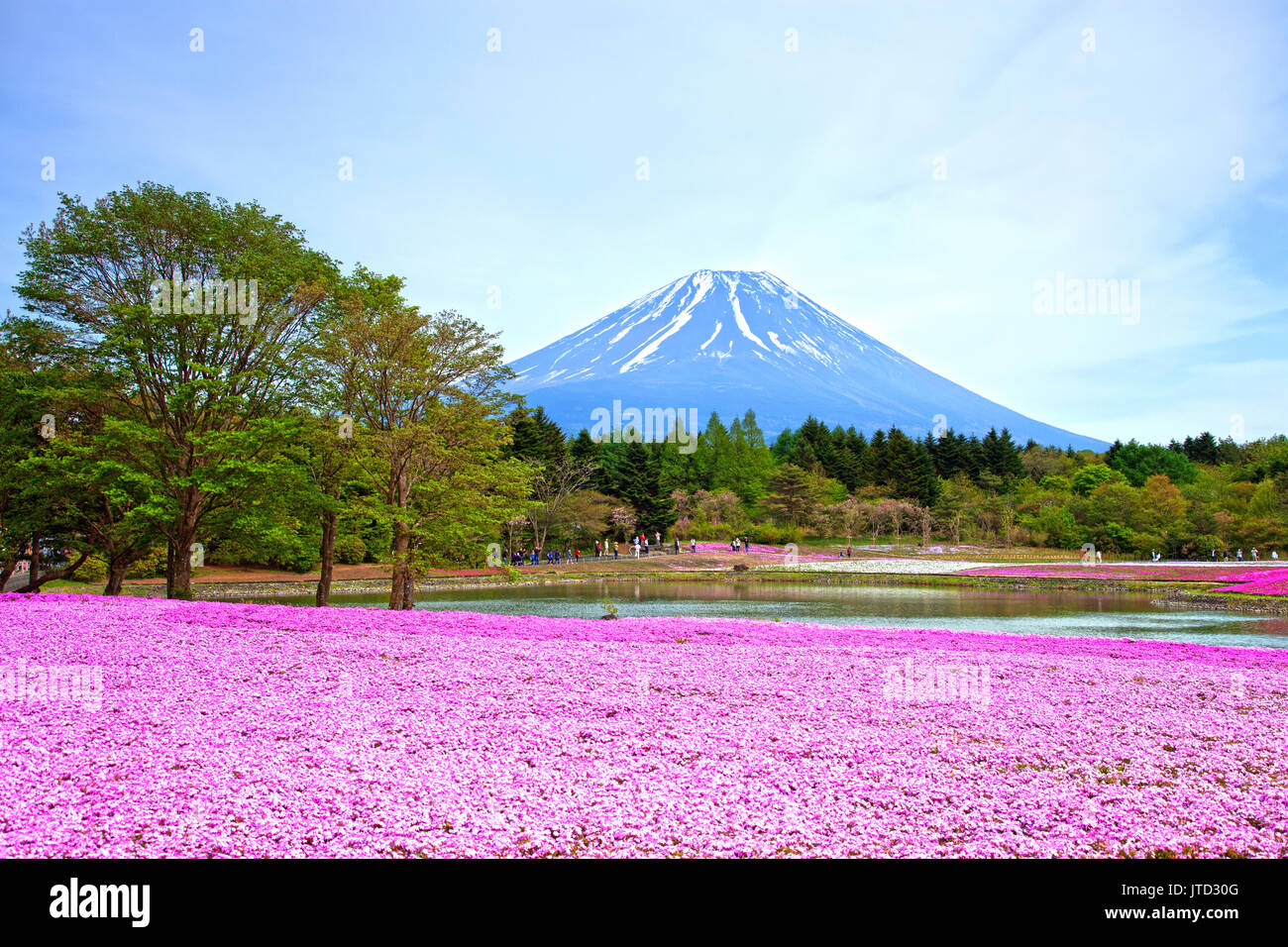Shibazakura Festival in Japan with Mount Fuji Stock Photo