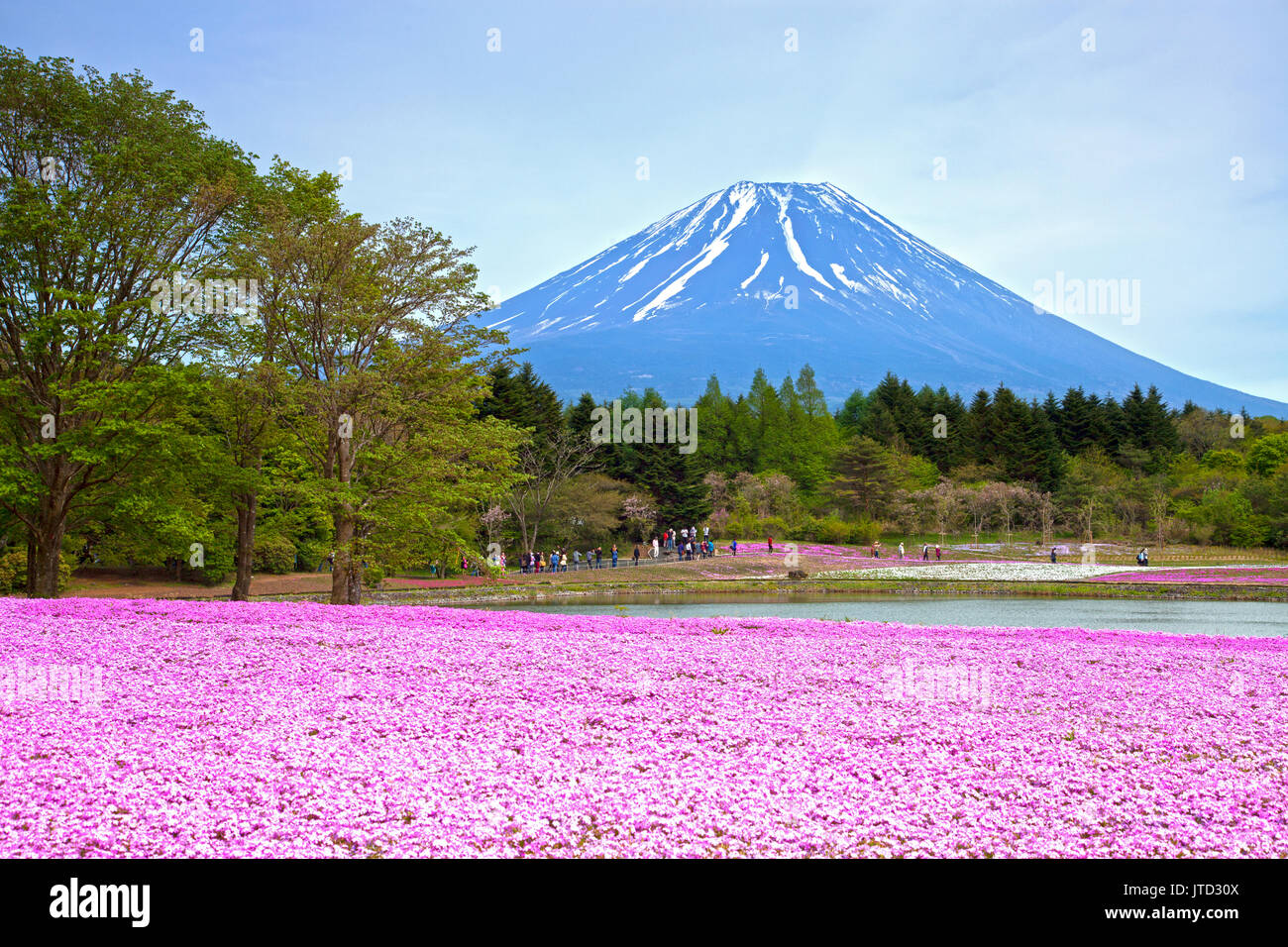Shibazakura Festival in Japan with Mount Fuji Stock Photo