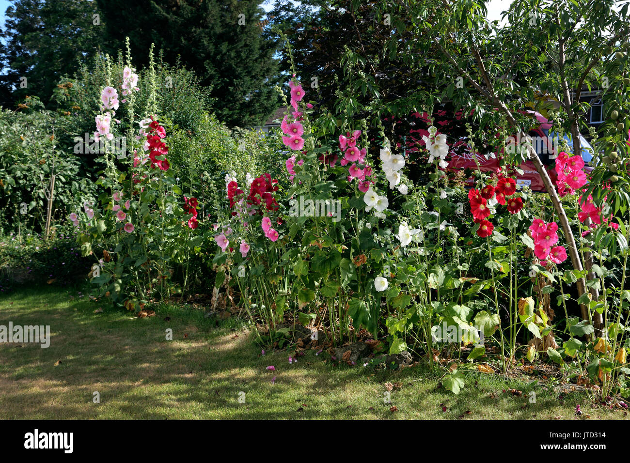 Red, Pink And White Hollyhocks in Garden Surrey England Stock Photo