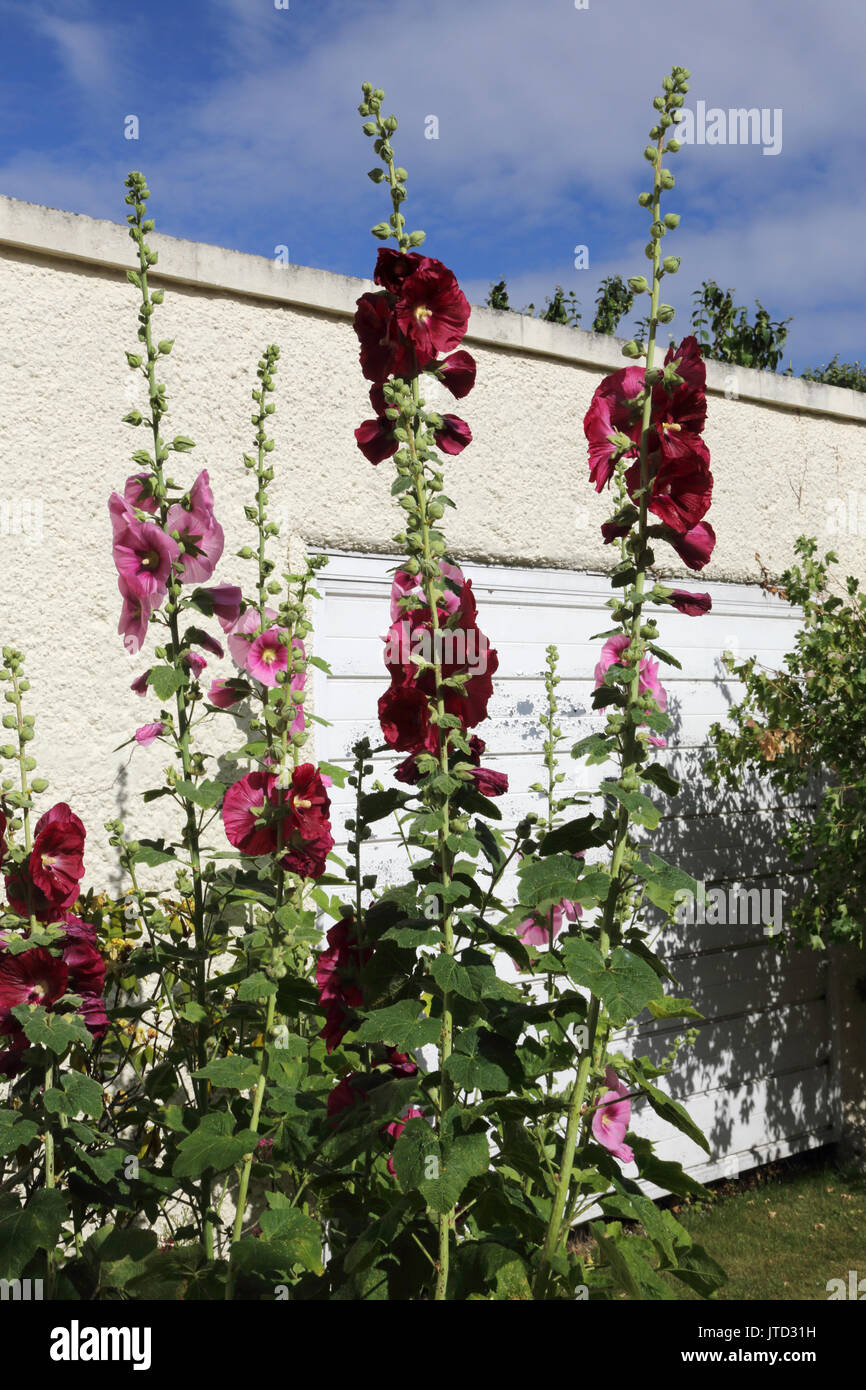 Red and Pink Hollyhocks in Garden Surrey England Stock Photo