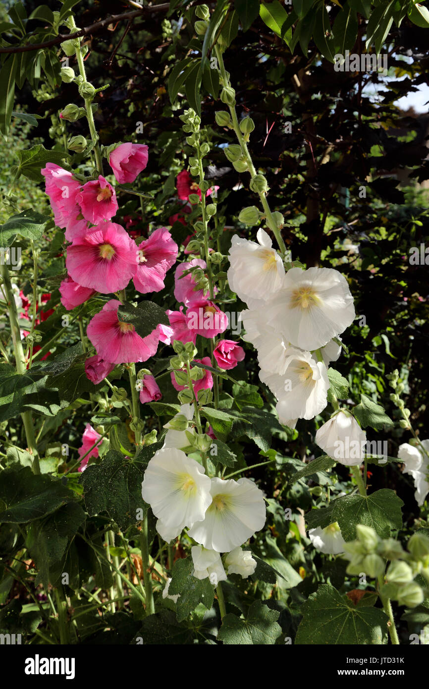 Pink and white Hollyhocks in Garden Surrey England Stock Photo