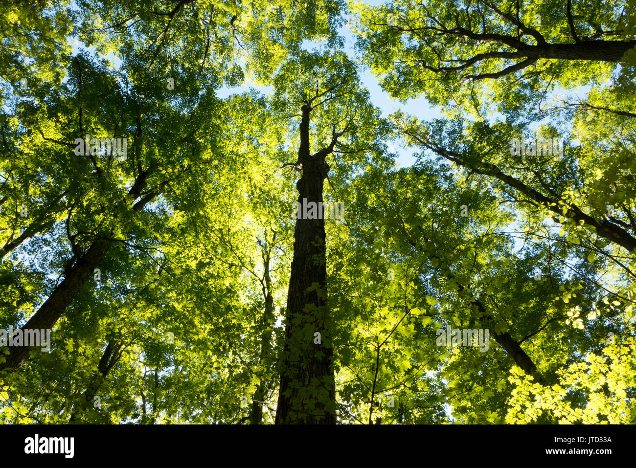 Tall trees reaching for the sky Stock Photo