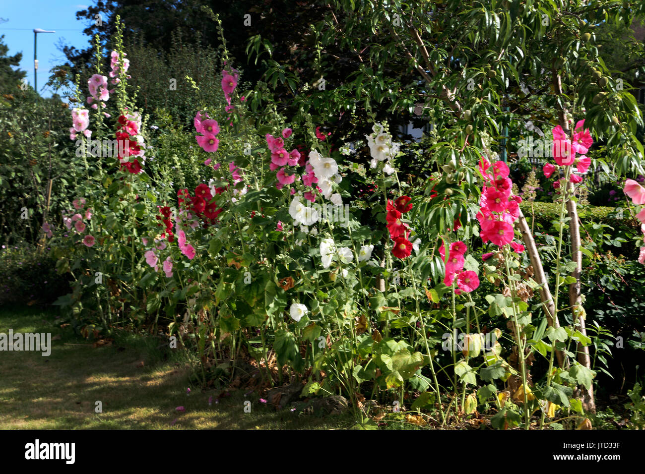 Red,Pink and White Hollyhocks in Garden Surrey England Stock Photo