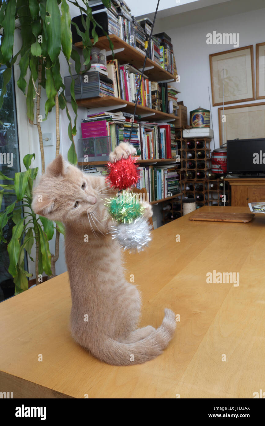 9 Week old male ginger Kitten playing with tinsel cat toy standing on hind legs Stock Photo