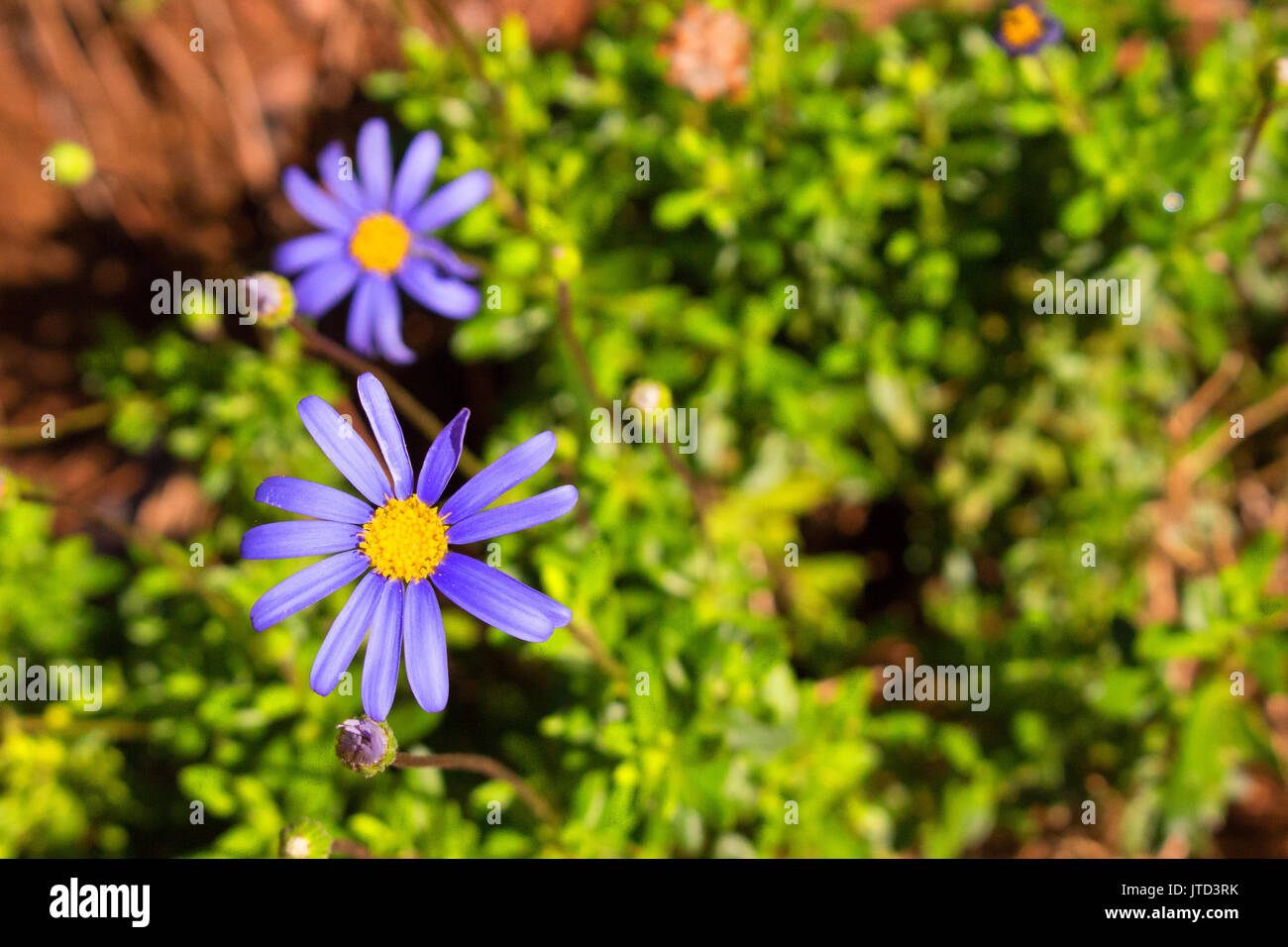 Flower. Beautiful blue flowers. Spring plants Stock Photo - Alamy