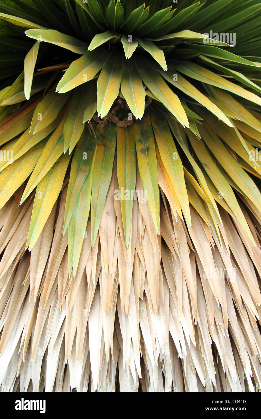 tropical rain forest vegetation Stock Photo