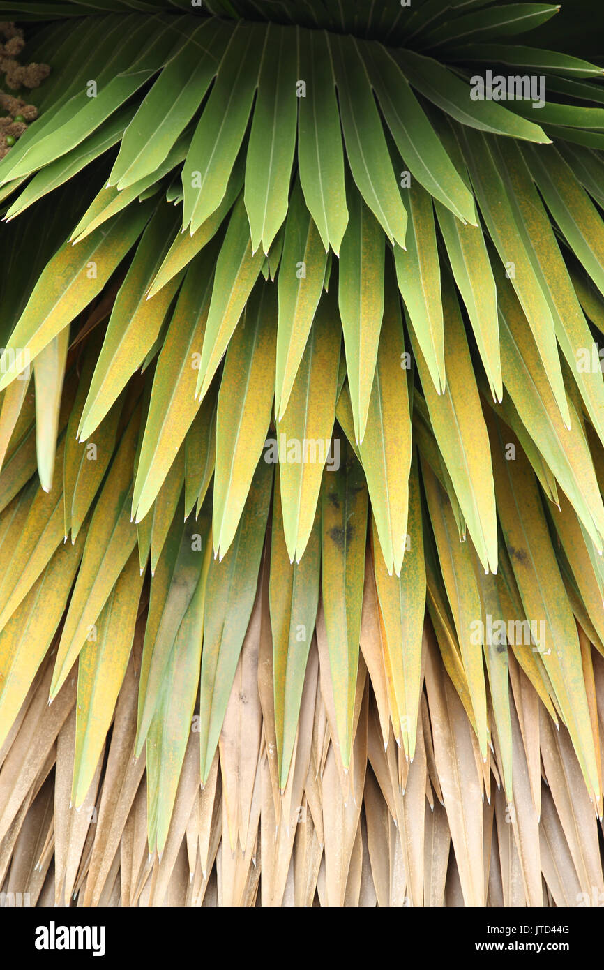 Tropical rainforest vegetation hi-res stock photography and images - Alamy