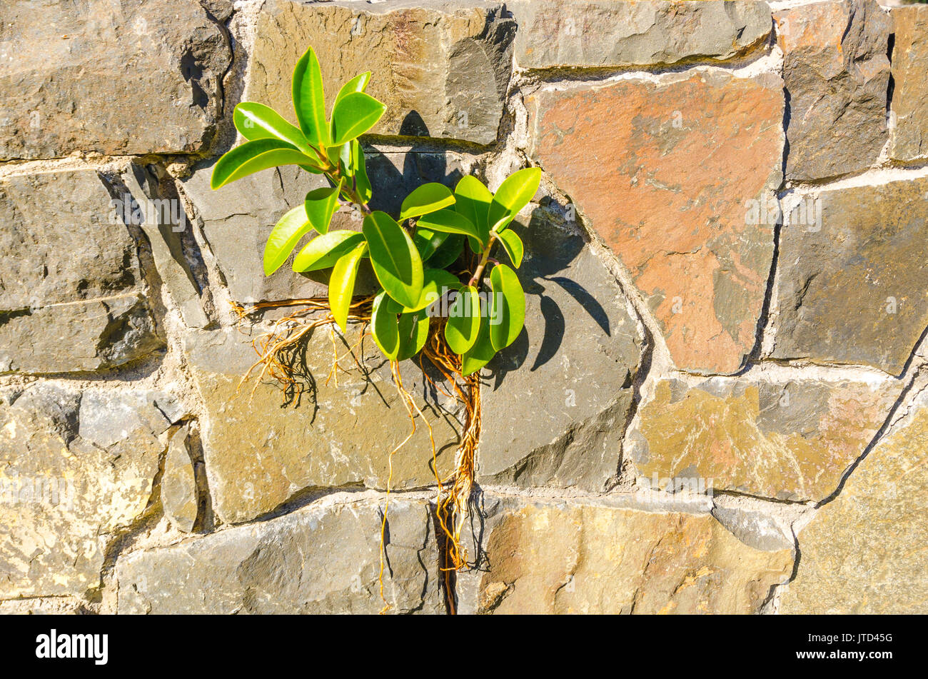 Landscaping needed hires stock photography and images Alamy