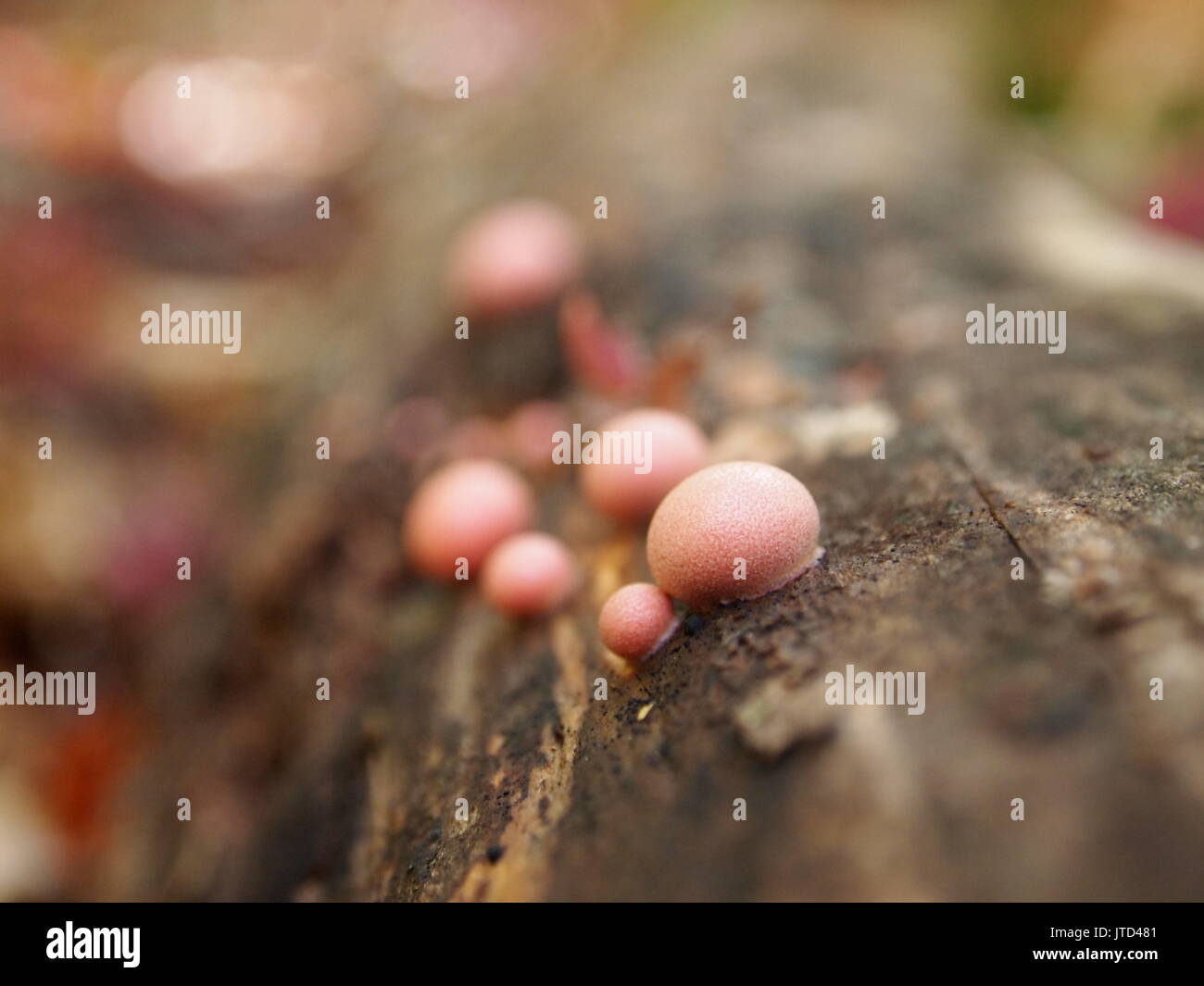 Pink Wolf's milk fungi (Lycogala epidendrum) on a fallen log at Gatineau Park, Thanksgiving weekend, Quebec, Canada. Stock Photo