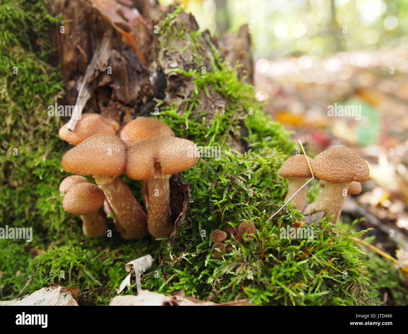 Mushrooms at Gatineau Park, Thanksgiving weekend, Quebec, Canada Stock