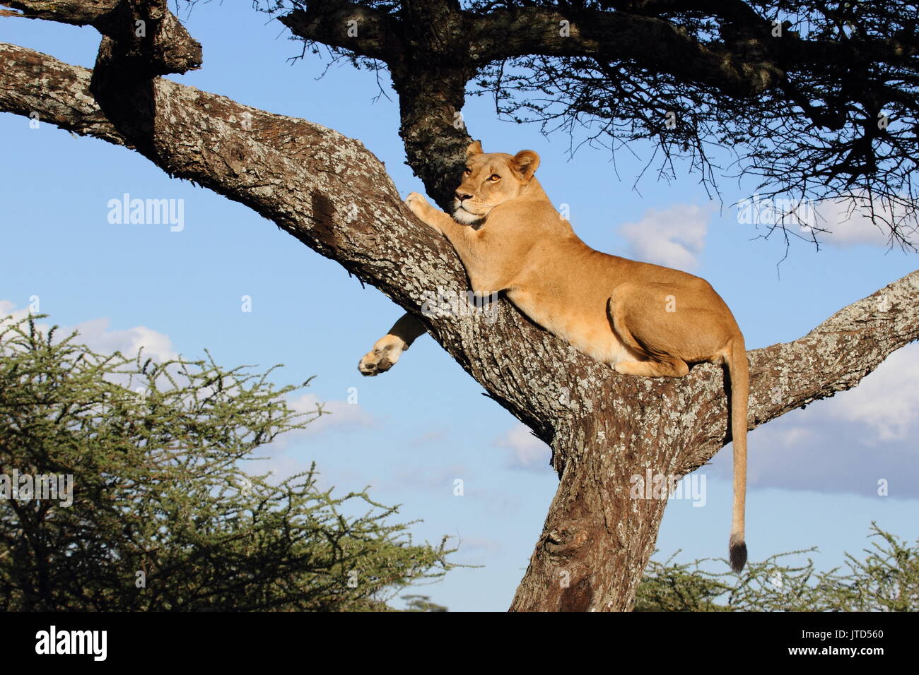 Lioness relaxing at acacia tree to give her escapade from the heat and the flies Stock Photo