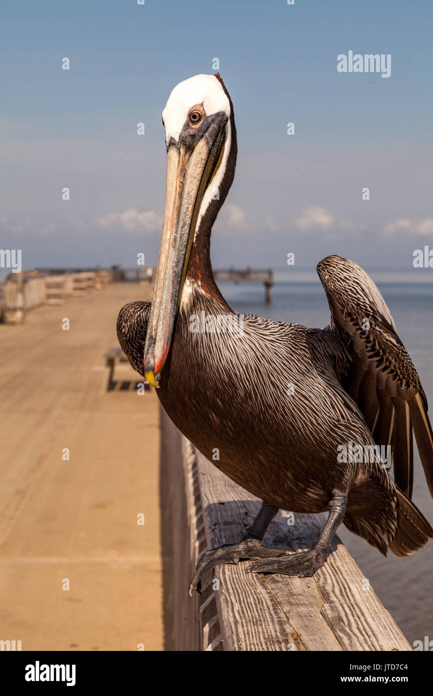 Tall bird standing on long legs hires stock photography and images Alamy