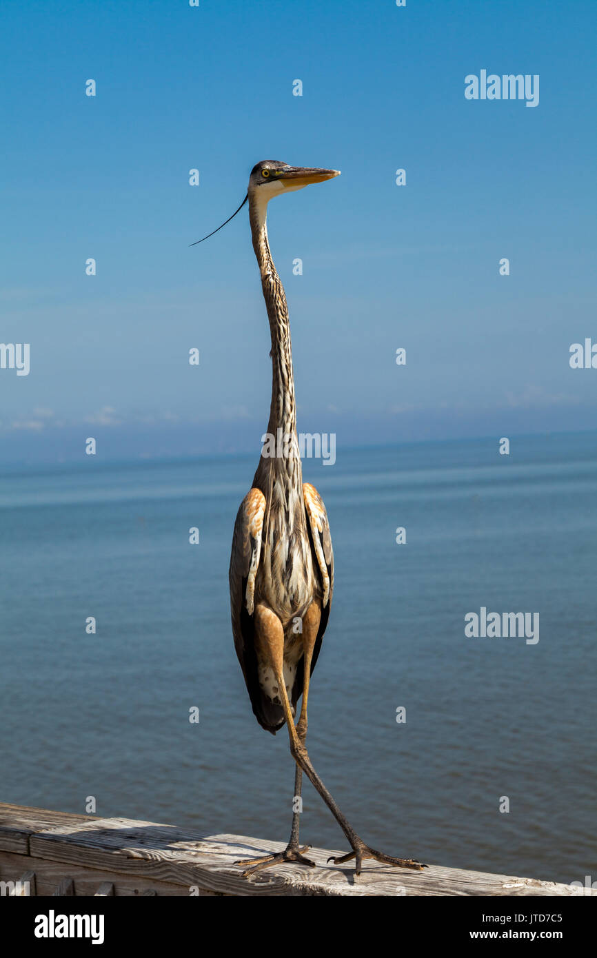 Legs crossed standing hi-res stock photography and images - Alamy