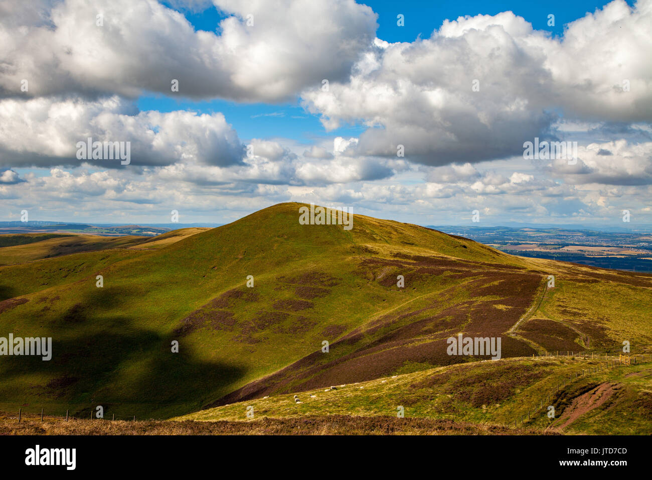 View across the Pentland Hills with sheep in the foreground near Edinburgh in Scotland Stock Photo