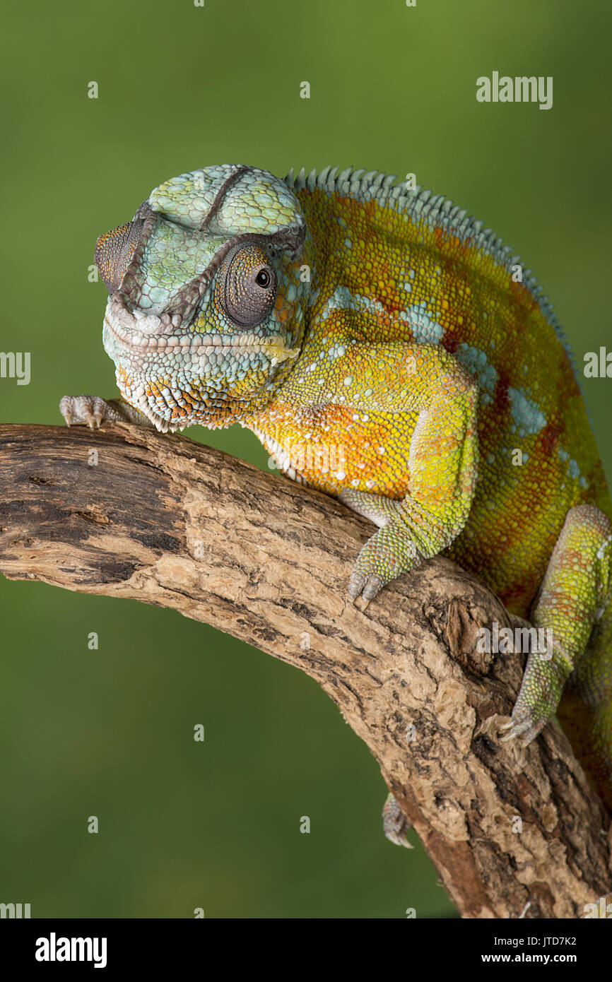 three quarter portrait of a panther chameleon on a branch staring forward in upright vertical format against a green background with text space Stock Photo