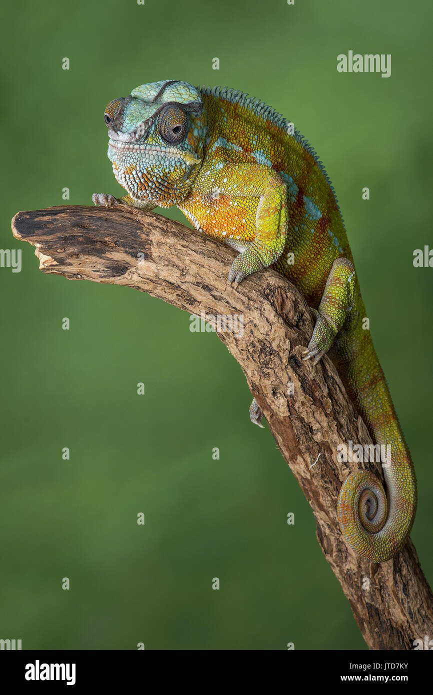Full length portrait of a panther chameleon with a curl tail on a branch staring forward in upright vertical format against a green background with te Stock Photo