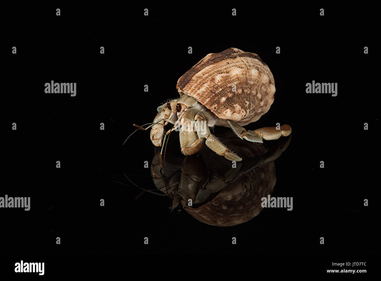 A hermit crab emerged for its host shell with reflection and set on a black background Stock Photo