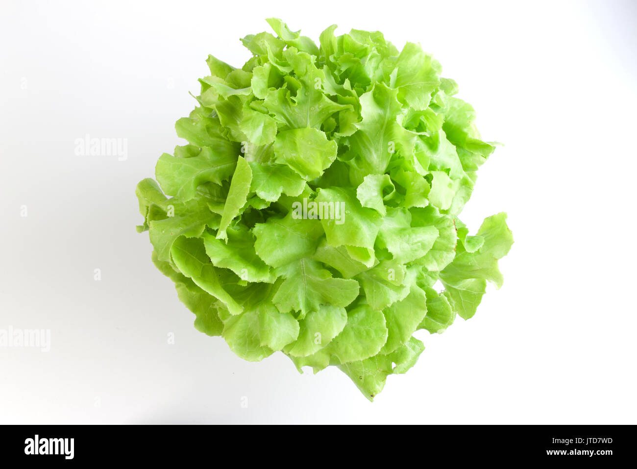 Green Oakleaf lettuce Vegetable salad isolated on white background. Stock Photo